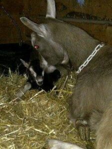 The Beginning Farmer: Maintain A Kid-Friendly Fence Image